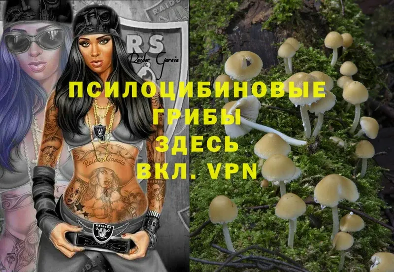 закладка  Правдинск  Галлюциногенные грибы Psilocybe 